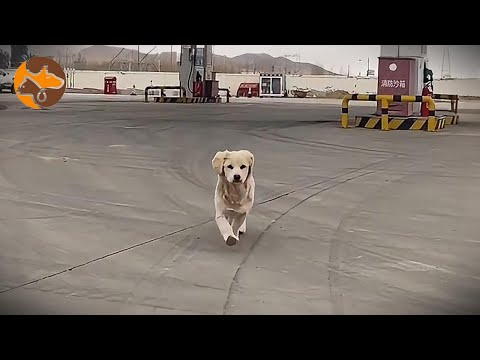 Видео: Бездомная собака подошла ко мне на заправке — прячет еду вместо того, чтобы есть