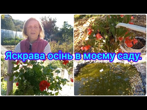Видео: ОСІНЬ В МОЄМУ САДКУ🍁🍂#сад#осіньнійсад#осіньвсаду#оглядсада#город#доглядзасадом#оксанастесенко