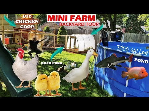 Видео: МИНИ-ФЕРМА: ЭКСКУРСИЯ ПО ЖИВОТНЫМ НА ЗАДНЕМ ДВОРЕ!