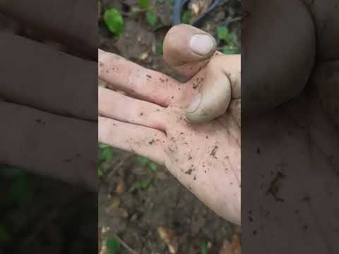 Видео: Китаец MF50 делает мозги, хорошо что взял с собой equinox 900