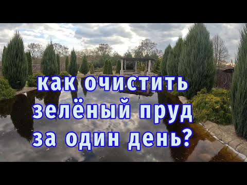 Видео: Как Очистить Зеленый Пруд За 1 День?
