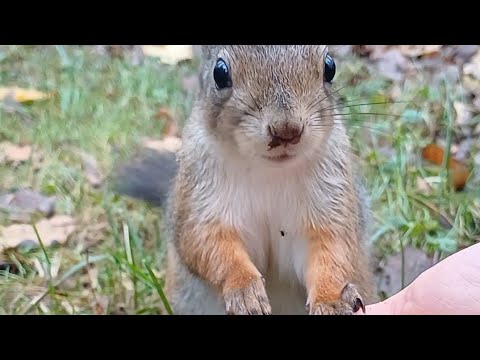 Видео: белка Пугается /Крыса 🐀 Огромная #животные #animals #белка  #squirrel #cute #рек #белокуриха #парк