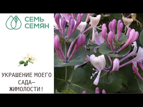 Видео: ВСЕ О ЖИМОЛОСТЯХ БРАУНА И КАПРИФОЛЬ! ОНИ ПРЕКРАСНЫ!