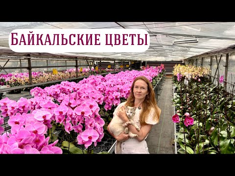 Видео: Подмосковные теплицы с орхидеями | Обзор новой поставки!