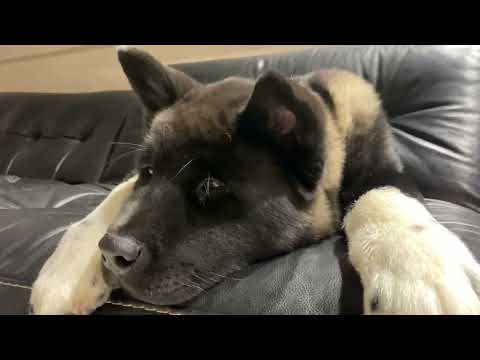 Видео: Малыш Элвис - щенок американской акиты!