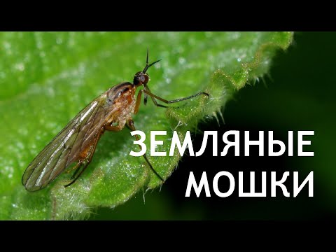 Видео: Как избавиться от ЗЕМЛЯНЫХ МОШЕК?