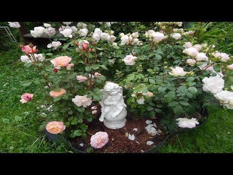 Видео: Цветение роз Тантау.Полюбуемся Эшли,Стефани,Августой,Джардиной в Ярославской области.