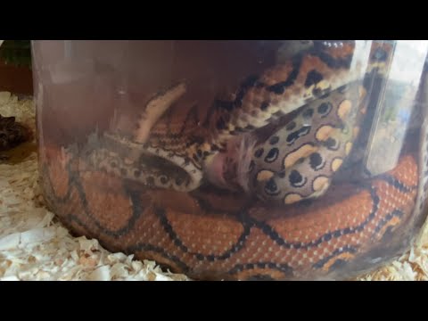 Видео: Роды змеи в воде! Разведение радужного удава!