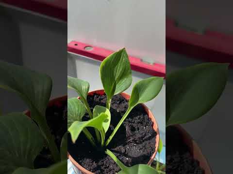 Видео: Хосты с маркетплейса  #хосты #цветы #цветыдлядома #garden #сад 