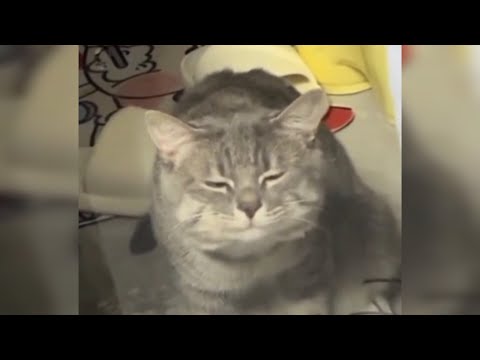 Видео: Смешные КОТЫ и СОБАКИ - Домашние животные - СМЕШНОЕ ВИДЕО