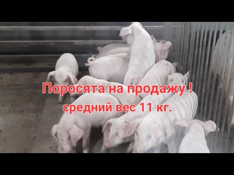 Видео: Про свиней и поросят на продажу !Средний вес поросёнка 11кг.