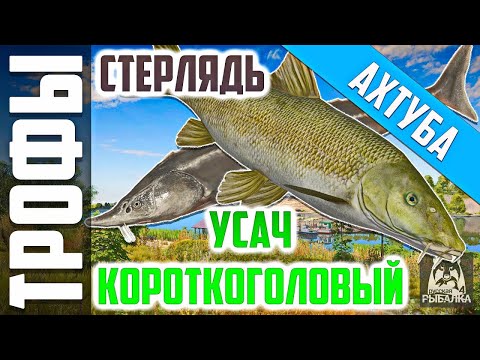 Видео: УСАААЧЧЧ НННАААДДО...РР4/Русская Рыбалка 4