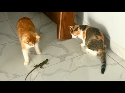 Видео: Наши будни в Коста-Рике. Сентябрь 2025 г.