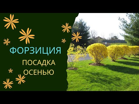 Видео: Форзиция. Посадка осенью.
