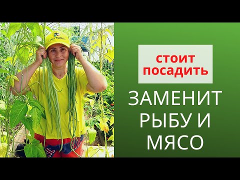 Видео: Вигна для здорового питания. Сорта фасоли