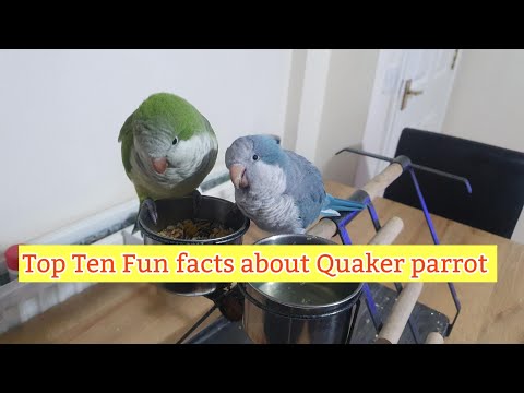 Видео: 10 интересных фактов о попугаях-квакерах | Десять удивительных фактов о попугаях-монахах, которые...