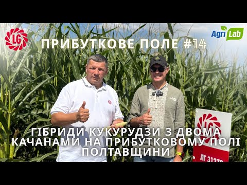 Видео: 🌽 Гібриди кукурудзи з двома качанами на прибутковому полі Полтавщини - Прибуткове поле #14