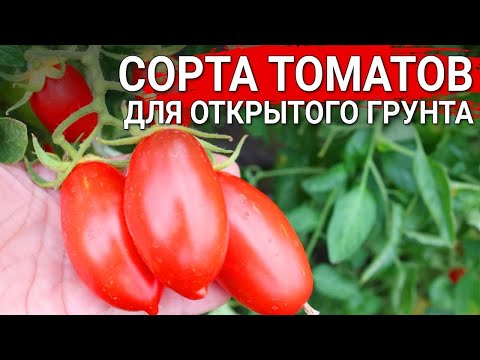 Видео: Сорта томатов для открытого грунта