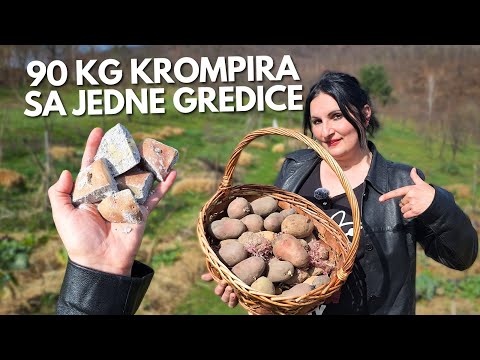 Видео: Все условия для обильного урожая КАРТОФЕЛЯ