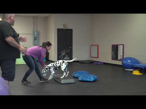 Видео: 5 шагов к победе на следующей выставке собак с Эриком Саласом