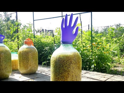 Видео: ПЬЯНАЯ кукуруза на КАРПА и карась на волос