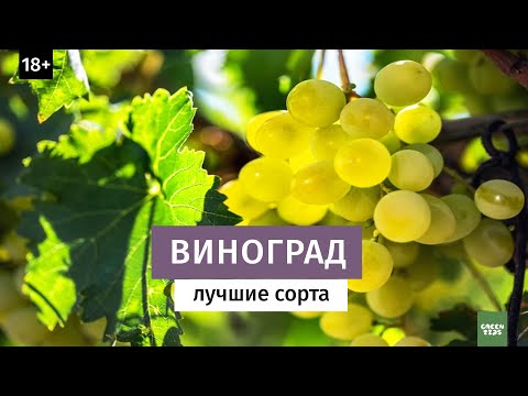 Видео: Виноград. Лучшие зимостойкие сорта. Северное виноградарство.