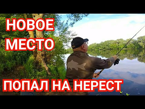 Видео: Рыбалка на Реке/Разведка Нового Места/Попал на Нерест Рыбы