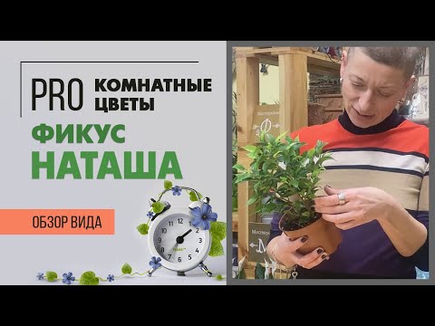 Видео: Фикус бенджамина Наташа - растение мальчик | Как правильно за ним ухаживать