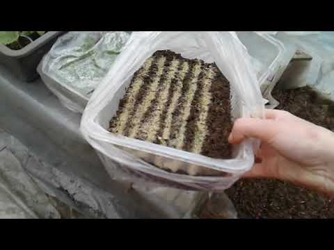 Видео: 4 февраля 2019 г.