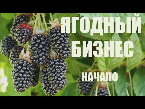 Видео: С чего начинается ягодный бизнес. Поливная вода и земля