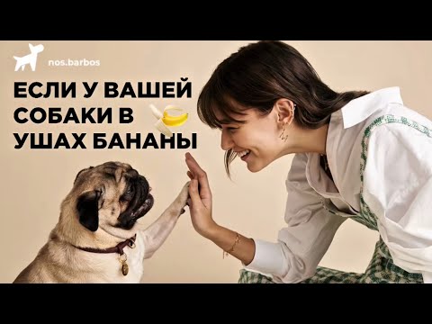 Видео: Если у собак в ушах бананы: самое лучшее упражнение на контакт