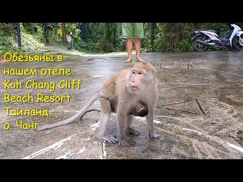 Видео: Обезьяны в нашем отеле Koh Chang Cliff Beach Resort. Таиланд, о. Чанг.