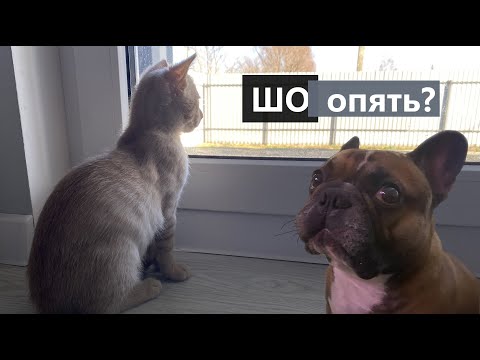 Видео: Французский бульдог и кошки - продолжение. Знакомство с новым питомцем