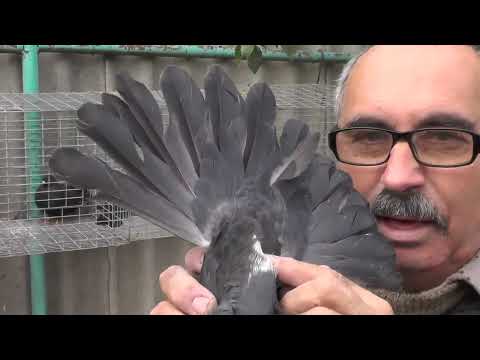 Видео: Внимание ! Показываю от 3 заводчиков жуков и + 1 ?