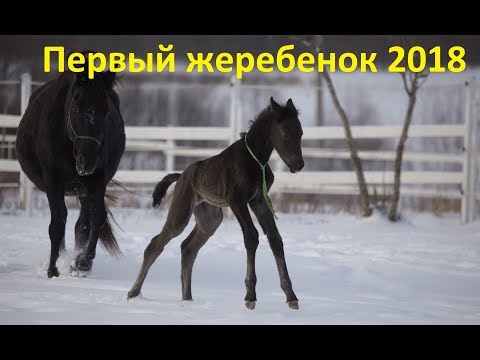 Видео: Первый жеребёнок этого года появился в январе