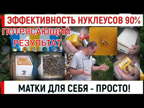 Видео: Матки для себя - просто! Облётник на 9 маток - результат удивил!