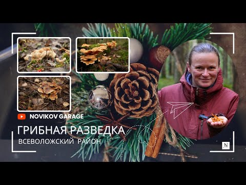 Видео: Грибная разведка 17 ноября 2024. Всеволожский район.