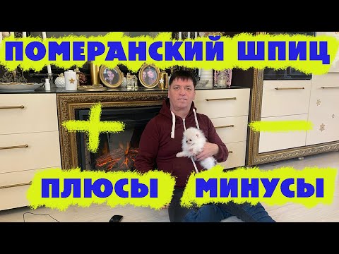 Видео: ПОМЕРАНСКИЙ ШПИЦ ПЛЮСЫ МИНУСЫ ПОРОДЫ