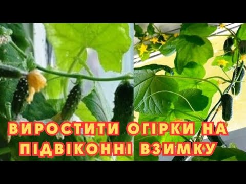 Видео: 🥒ОГІРОК НА ПІДВІКОННІ ДО НОВОГО РОКУ@ 🌲УСЕ ПРОСТО І ЛЕГКО👍Кожен зможе