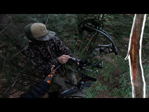 Видео: Охота с луком в начале сезона: знак и дубы (общественные земли)