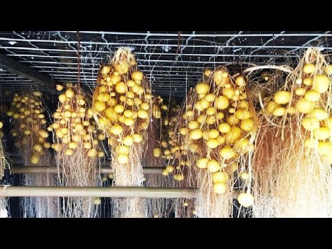 Видео: У меня нет слов! Ферма, выращивающая картофель без почвы, вас удивит