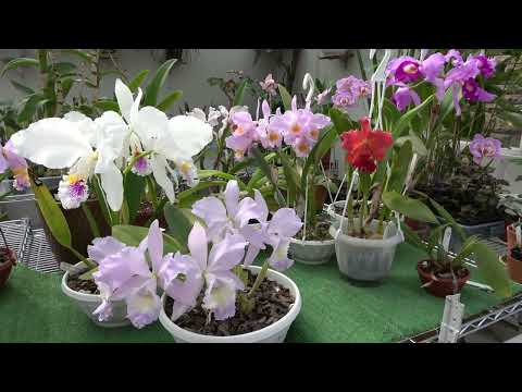 Видео: Сезон цветения Cattleya mossiae ОТКРЫТ!