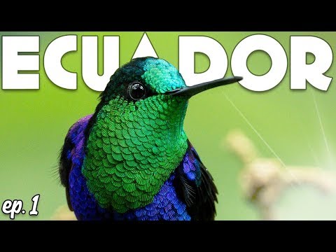 Видео: ФОТОГРАФИЯ ПТИЦ В ЭКВАДОРЕ - Sony a7RIV + 200-600