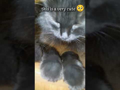 Видео: this is a very cute 🥺 #рек #cat #cute #verycute #рееееееееееееек #rek