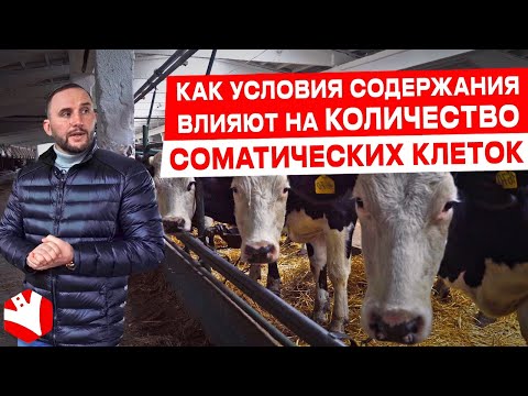 Видео: Содержание коров и соматические клетки | Молочное животноводство | КУЛЬТИВАТОР