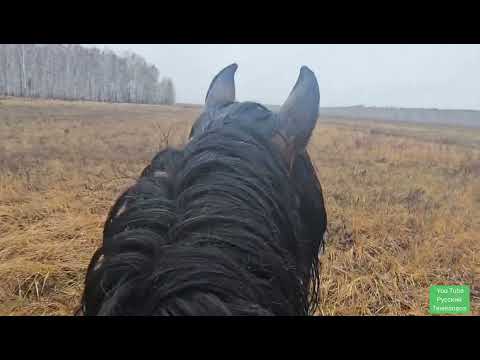 Видео: Жеребец Малыш под седлом. Прогулка по лесу. Погоня за табуном