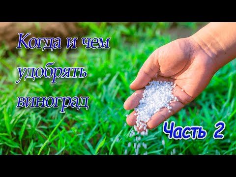 Видео: Удобрение винограда. Часть 2
