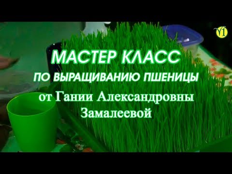 Видео: Гания Александровна Замалеева "Мастер класс по выращиванию пшеницы" (Видео 85)