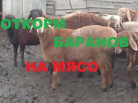 Видео: Откорм баранов на мясо