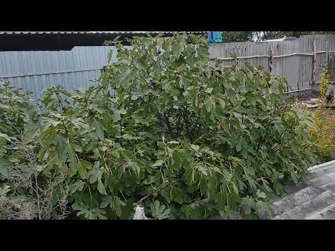 Видео: Мои растения из семян и не только гранаты, мандарины, киви, лимоны и инжир 